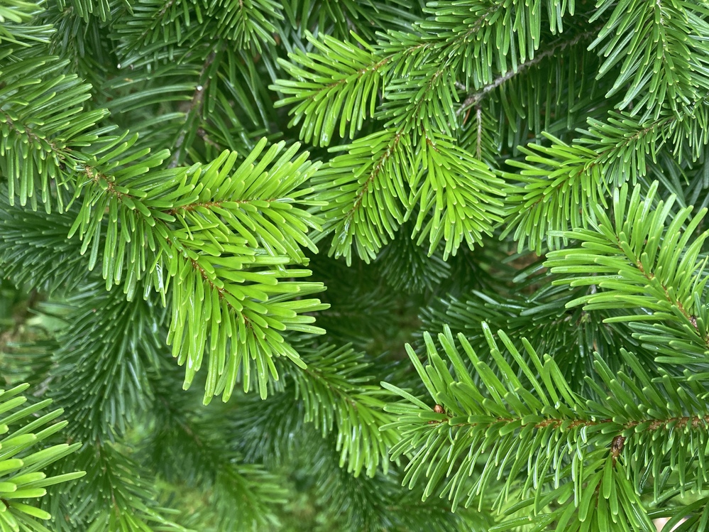 The Meaning of Green, Powys Green Guide, Photo: Lisa Sture