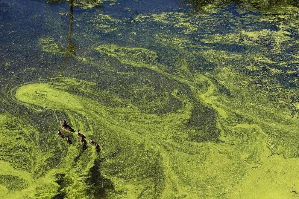 Extensive Algal blooms in England’s Lakes